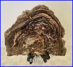 Polished Large 6 lb. Petrified Wood Slab Fossil with Display Stand