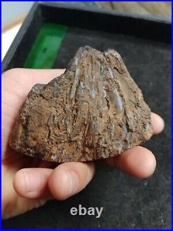 Polished Paleo Osmunda Petrified Fern from Australia
