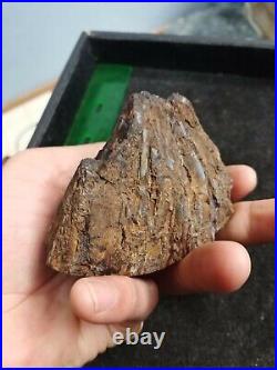 Polished Paleo Osmunda Petrified Fern from Australia
