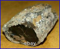 Polished Petrified Agatized Wood Limb Casting Collected South Western Wyoming