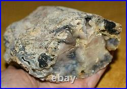 Polished Petrified Agatized Wood Limb Casting Collected South Western Wyoming
