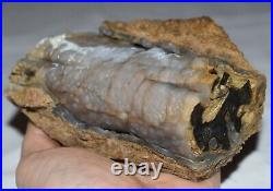 Polished Petrified Botryoidal Agatized Wood Limb 1lbs 8oz Southwestern Wyoming
