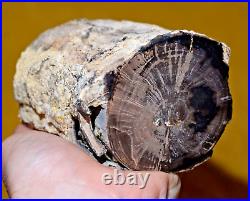 Polished Petrified Eocene Wood W Touch Agate 2LBS Lake Gosiute Formation Wyoming