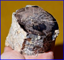 Polished Petrified Eocene Wood W Touch Agate 2LBS Lake Gosiute Formation Wyoming