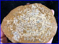 Polished Petrified Halite (Salt) Wood Pseudomorph Sweet Home, OR 5.5x4 Fossil