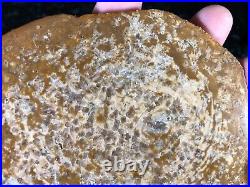 Polished Petrified Halite (Salt) Wood Pseudomorph Sweet Home, OR 5.5x4 Fossil