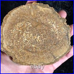 Polished Petrified Halite (Salt) Wood Pseudomorph Sweet Home, OR 5x4.25 Fossil