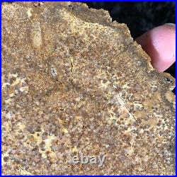 Polished Petrified Halite (Salt) Wood Pseudomorph Sweet Home, OR 5x4.25 Fossil