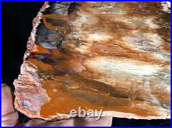 Polished Petrified Juniper Wood Devils Gate, Nevada 9.25x4.5 Oligocene Fossil