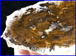 Polished Petrified Juniper Wood Tuscarora, Nevada 9.25x4.5 Oligocene Fossil