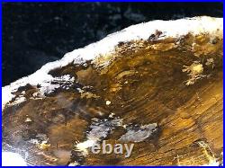 Polished Petrified Juniper Wood Tuscarora, Nevada 9.25x4.5 Oligocene Fossil