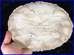 Polished Petrified Palm Wood Fayette County, Texas 10.5x8 Fossil Geology