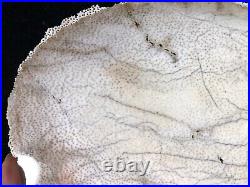 Polished Petrified Palm Wood Fayette County, Texas 10.5x8 Fossil Geology