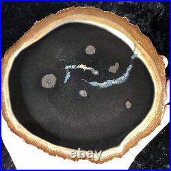 Polished Petrified Palm Wood Giddings, TX 6.5x6.25 Fossil Geology Catahoula Fm