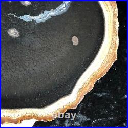 Polished Petrified Palm Wood Giddings, TX 6.5x6.25 Fossil Geology Catahoula Fm