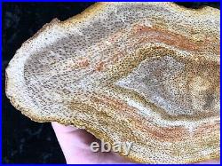 Polished Petrified Palm Wood Toledo Bend, TX/LA Catahoula Fm. Oligocene 9.75