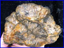 Polished Petrified Texas Shrinkwood Wood McMullen County, Texas 7x5.5 Fossil