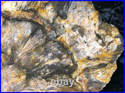 Polished Petrified Texas Shrinkwood Wood McMullen County, Texas 7x5.5 Fossil