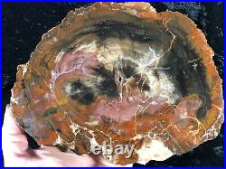 Polished Petrified Wood Araucaria Paria Utah Triassic 8.75x6.75 Fossil Geology