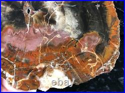 Polished Petrified Wood Araucaria Paria Utah Triassic 8.75x6.75 Fossil Geology