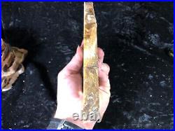 Polished Petrified Wood Cypress Root Saddle Mtn WA 7.25x5.75 Miocene Fossil