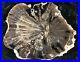 Polished_Petrified_Wood_Diffuse_Porous_Hardwood_Green_River_Fm_WY_9x8_Fossil_01_afo