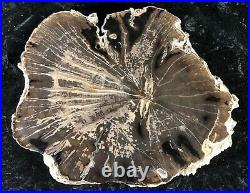 Polished Petrified Wood Diffuse Porous Hardwood Green River Fm. WY 9x8 Fossil