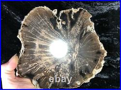 Polished Petrified Wood Diffuse Porous Hardwood Green River Fm. WY 9x8 Fossil
