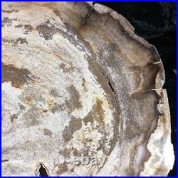 Polished Petrified Wood Hickory Deschuttes, Oregon 10.25x9.5 Miocene Fossil