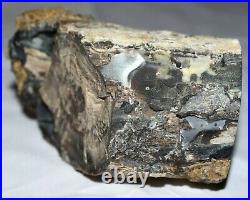 Polished Petrified Wood Limb Touch Of Agate 2lbs Sweetwater County Wyoming