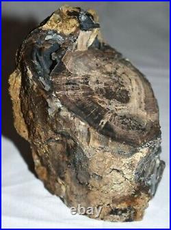 Polished Petrified Wood Limb Touch Of Agate 2lbs Sweetwater County Wyoming
