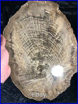 Polished Petrified Wood Live Oak Lufkin, Texas Yegua Formation 16.5x13 Fossil