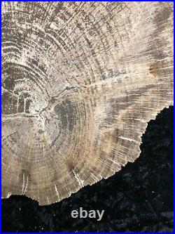 Polished Petrified Wood Live Oak Lufkin, Texas Yegua Formation 16.5x13 Fossil