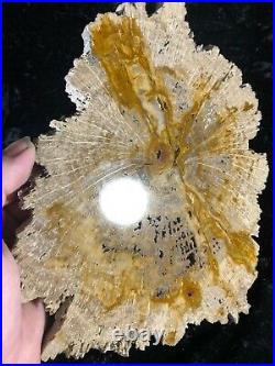 Polished Petrified Wood Oak Jasper Texas Fleming Formation/Miocene 9.75x8