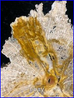 Polished Petrified Wood Oak Jasper Texas Fleming Formation/Miocene 9.75x8