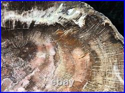 Polished Petrified Wood Oak Swartz Canyon Miocene Fossil 12x8.75