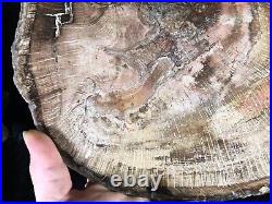 Polished Petrified Wood Oak Swartz Canyon Miocene Fossil 12x8.75
