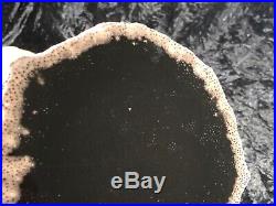 Polished Petrified Wood Palm Toledo Bend Reservoir TX/LA Oligocene 6x5