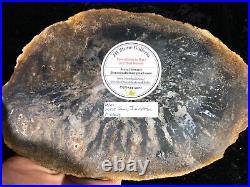 Polished Petrified Wood Palm West Java, Indonesia 8.75x5.85 Miocene Geology