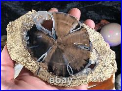 Polished Petrified Wood Pepper Tree Schinoxylon Green River Fm. WY 6.25x3.75