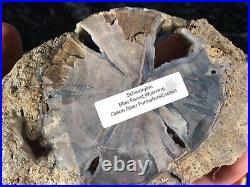 Polished Petrified Wood Pepper Tree Schinoxylon Green River Fm. WY 6.25x3.75