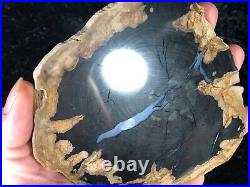 Polished Petrified Wood Poplar Sweet Home, Oregon 6x5 Oligocene Fossil