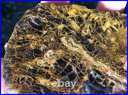 Polished Petrified Wood Shrinkwood Round Live Oak County, TX Miocene 5.25x5.5