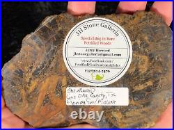 Polished Petrified Wood Shrinkwood Round Live Oak County, TX Miocene 5.25x5.5