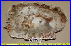 Polished Petrified Wood Slab w Bark 15 x 10 x 3/4 Weighs 8 lbs Madagascar