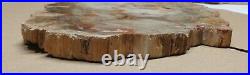 Polished Petrified Wood Slab w Bark 15 x 10 x 3/4 Weighs 8 lbs Madagascar