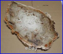 Polished Petrified Wood Slab w Bark 17 x 11-1/2 x 7/8 Weighs 11 lbs 6 ozs