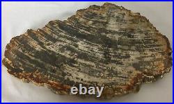 Polished Petrified Wood Slice Slab Decor Fossil Madagascar 12 4.2 lbs