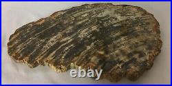 Polished Petrified Wood Slice Slab Decor Fossil Madagascar 12 4.2 lbs
