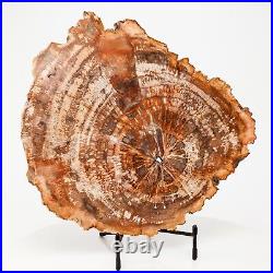 Polished Petrified Wood Slice Slab Decor Fossil Madagascar 12.75 6.44 lbs H0900